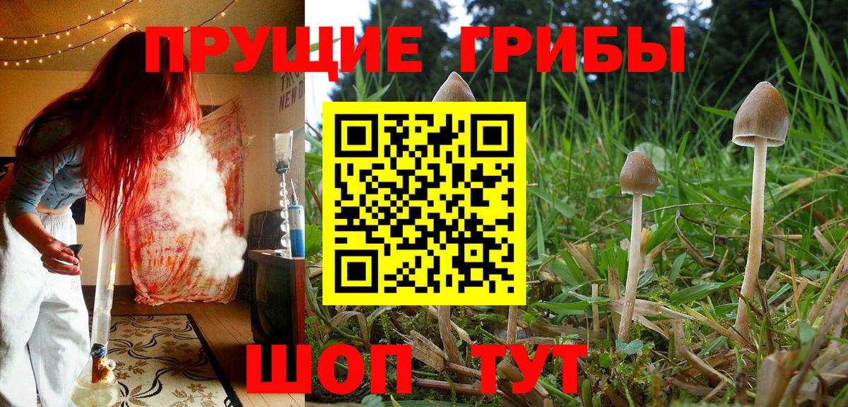 Таганрог  Галлюциногенные грибы GOLDEN TEACHER  Вход с VPN 